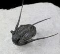 Well Preserved Cyphaspis Eberhardiei Trilobite - #36414-4